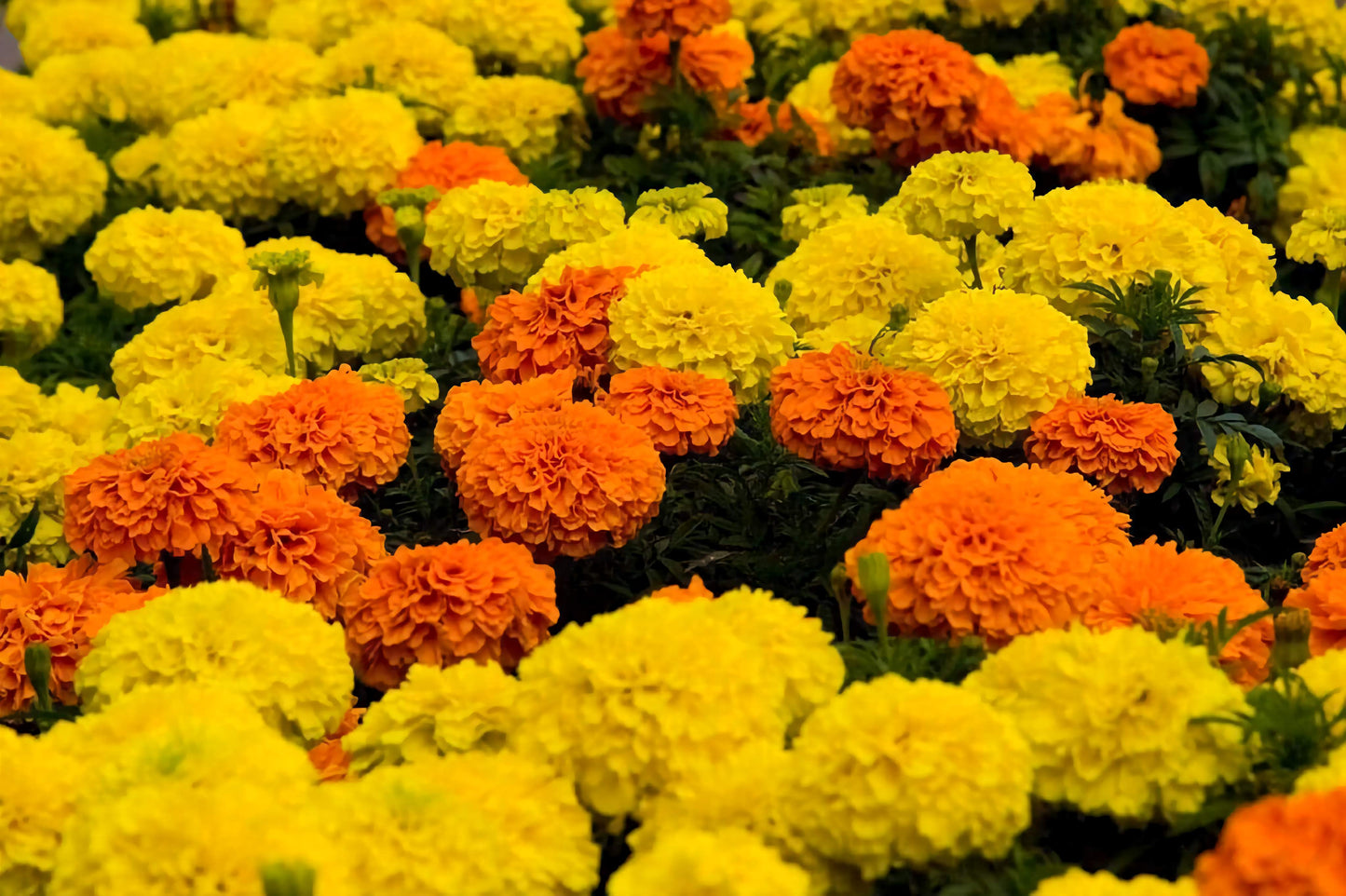 African Marigold Seeds (~300) - Tagetes erecta