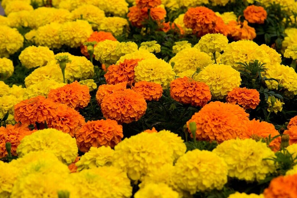 Photo of orange and yellow Marigold flowers